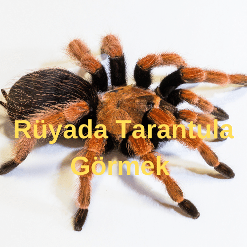 rüyaların gerçek islami yorumları tarantula gördüm ne anlama geliyor