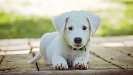 köpek gibi aşık etme duası anında kabulu