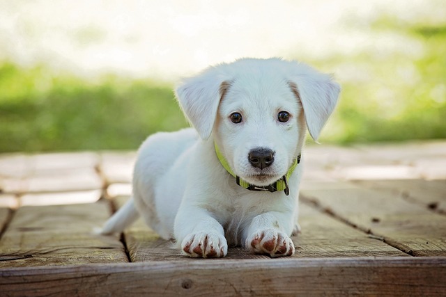 köpek gibi aşık etme duası anında kabulu