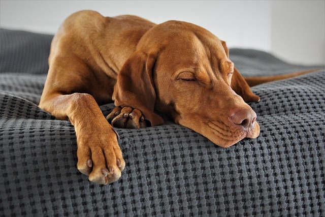 köpek gibi aşık etme duası anında kabulu