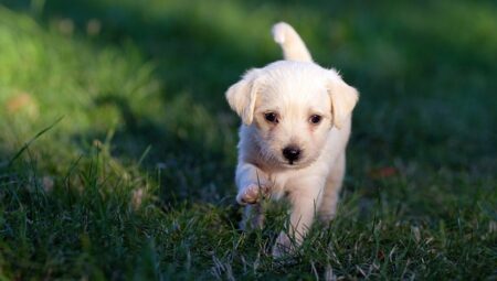 köpek gibi aşık etme duası anında kabulü