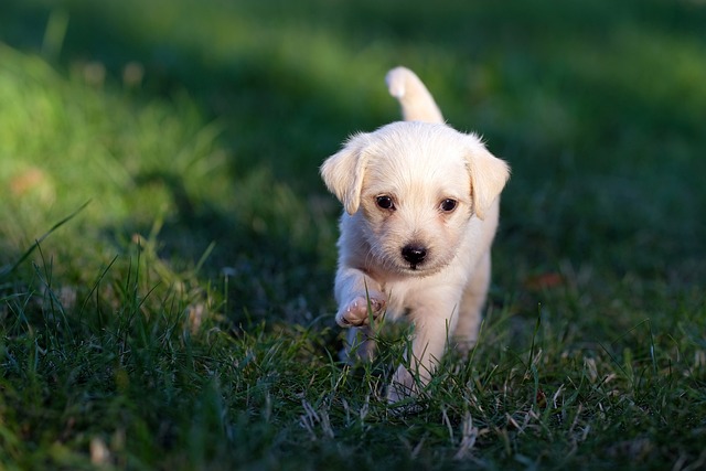 köpek gibi aşık etme duası anında kabulü