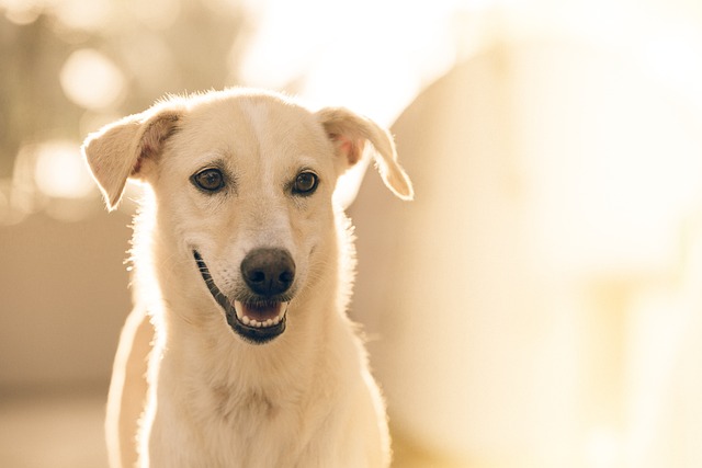 köpek gibi aşık etme duası anında kabulü