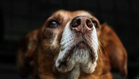 köpek gibi aşık etme duası anında kabulu