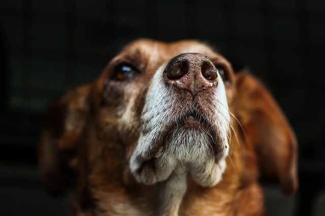 köpek gibi aşık etme duası anında kabulu