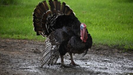 rüyada işkembe görmek Ne Anlama Gelir