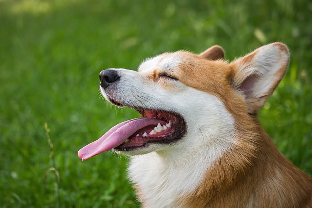 rüyada köpek sahiplenmek